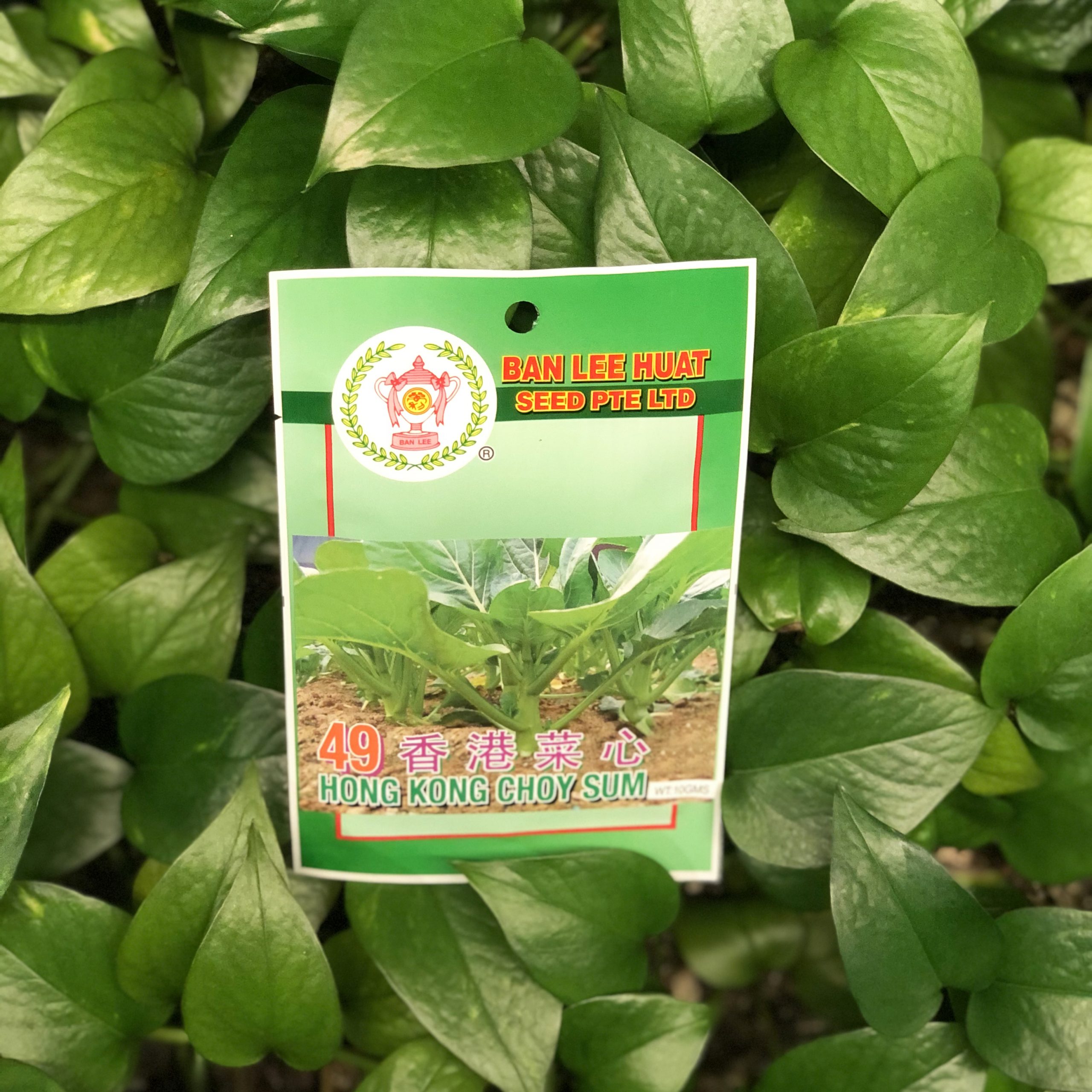 Seeds Hong Kong Choy Sum Mirage Flowers